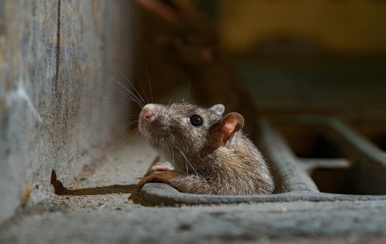 rodent-control-in-bangalore Rodent Control Programs