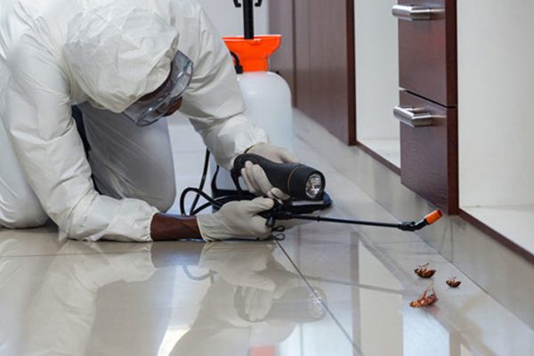img21 Insect Management Services