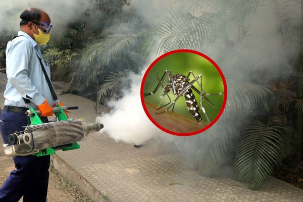 mosquito-control-service Mosquito & Fly Control
